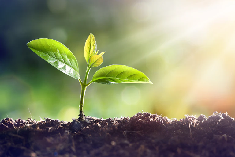 A small green seedling poking out of the soil is bathed in sunlight.