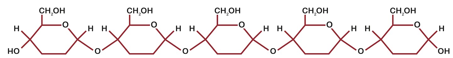 molecular diagram of chain of glucoses together