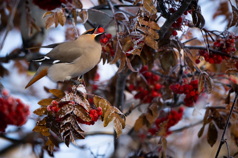 Songbird in a bush with red fruit in its beak