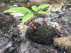 Dung pile with sprouts growing upward