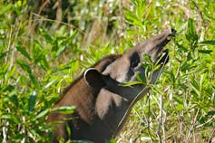 Tapir browses on leaves.