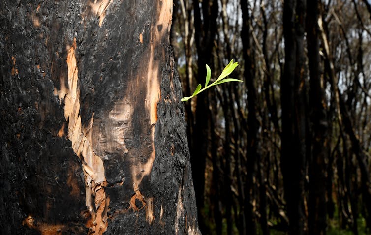 green shoot sprouting from burnt trunk