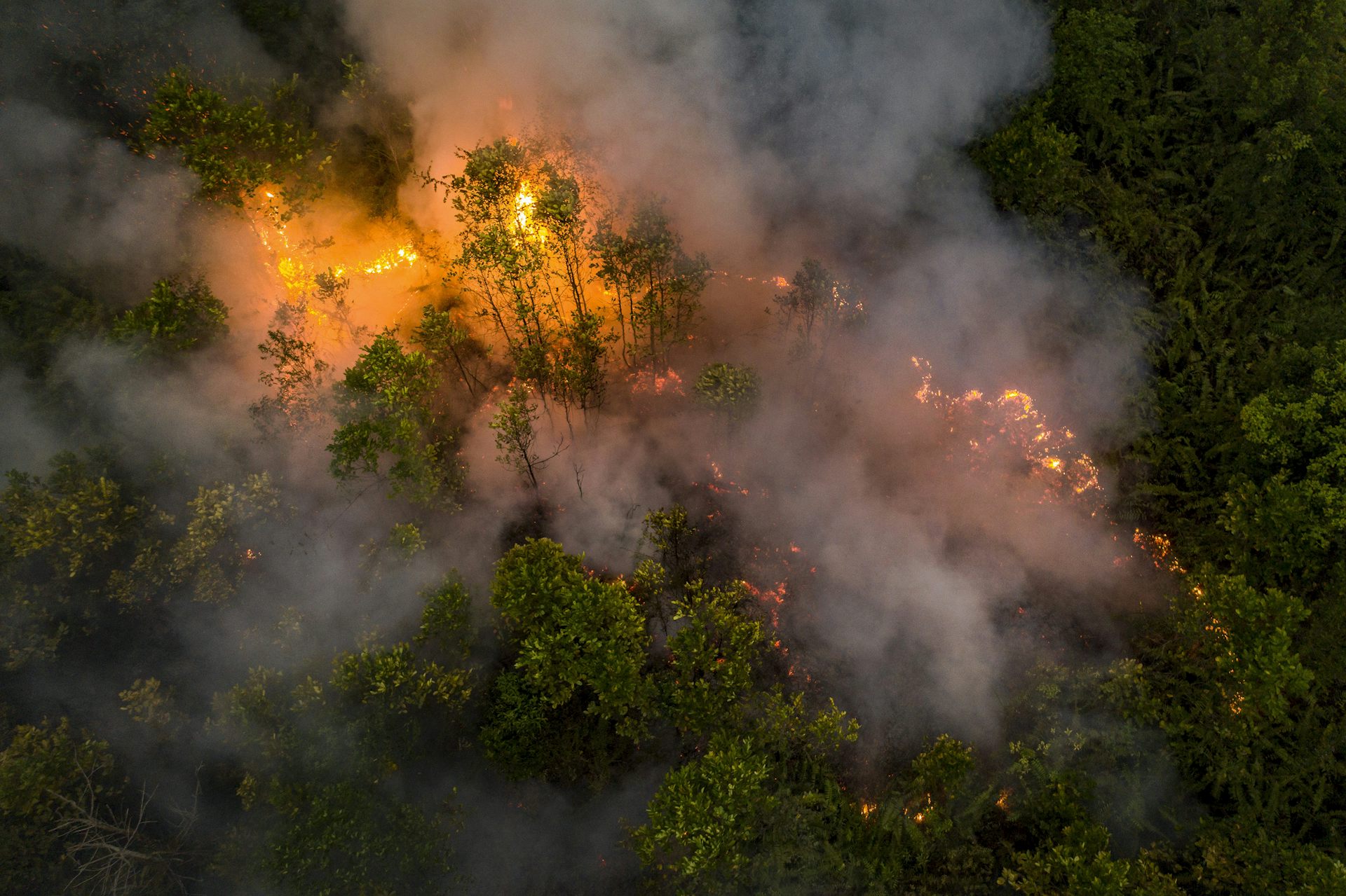 Riset: Angka Kebakaran Hutan 2019 Jauh Lebih Besar Dibanding Data ...