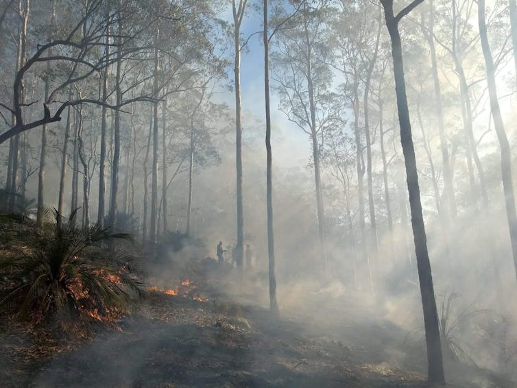 three figures in smoke-filled forest