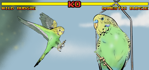 In a fight between a wild and a domestic budgie, whose feathers would fly?