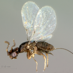 natural selection research paper ideas