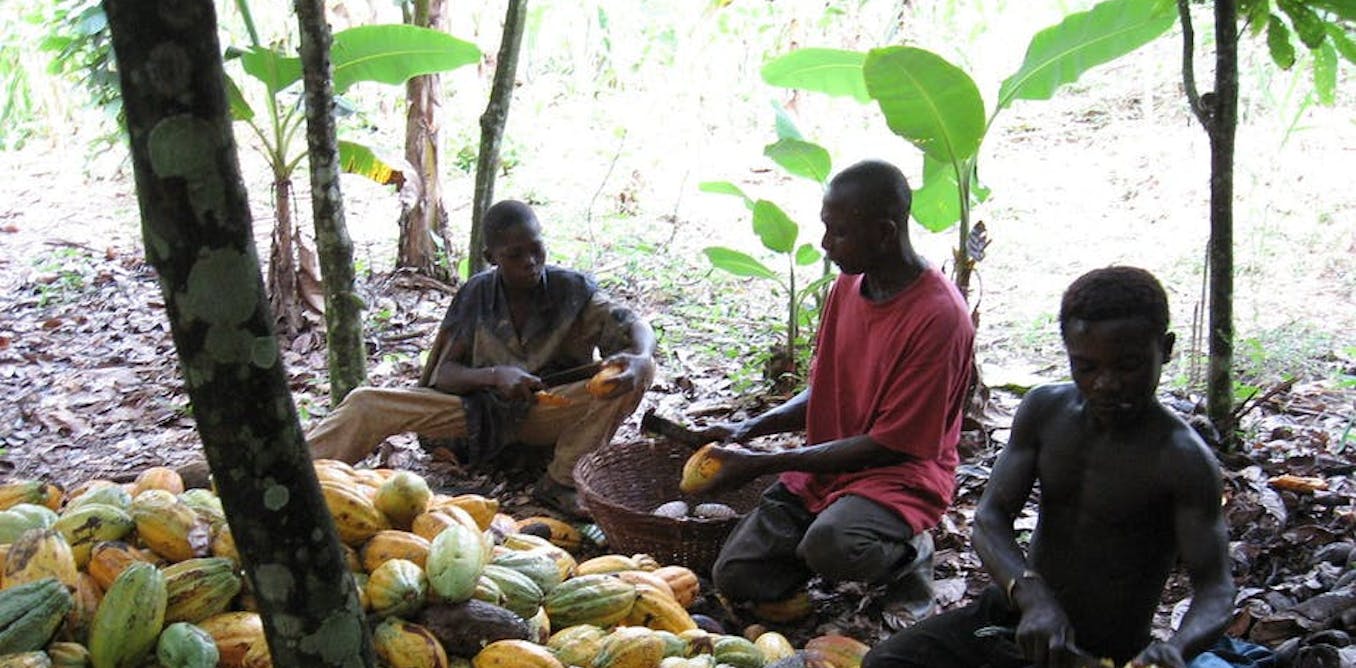 Mesurer les travail des enfants: le cas des cacaoyères ivoiriennes
