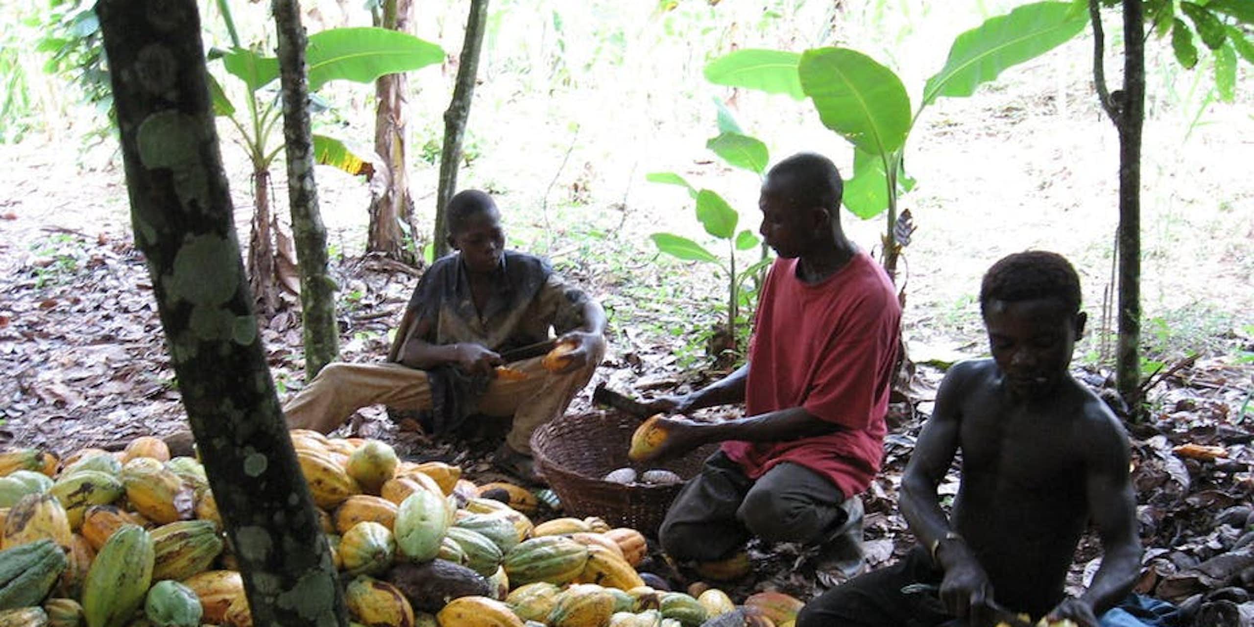 Mesurer le travail des enfants: le cas des cacaoyères ivoiriennes