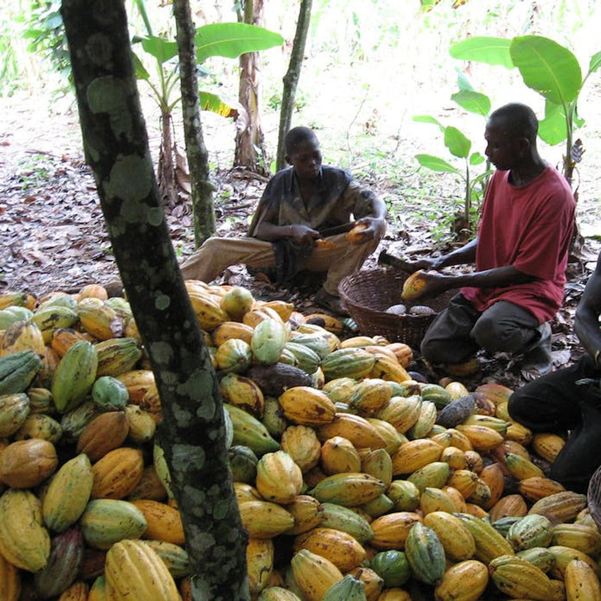 Mesurer le travail des enfants: le cas des cacaoyères ivoiriennes