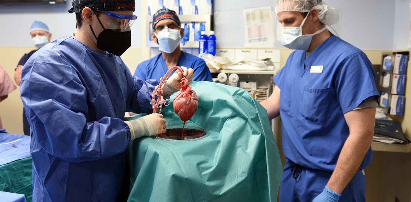 The journey to a pig-heart transplant began 60 years ago