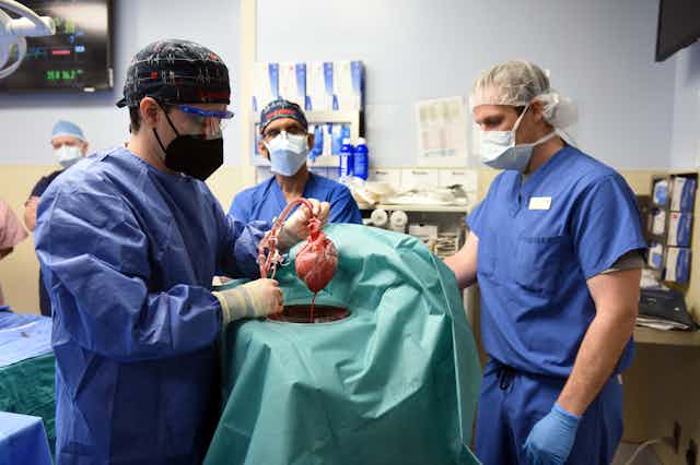 Surgeon at the University of Maryland Medical Center in Baltimore, holding up the genetically modified heart that would be transplanted into David Bennett.