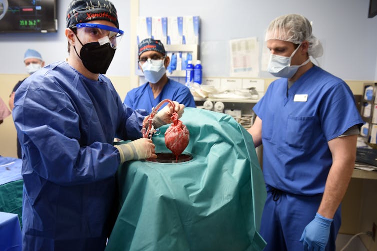 A Pig's Heart Beats For The First Time In A Human Body
