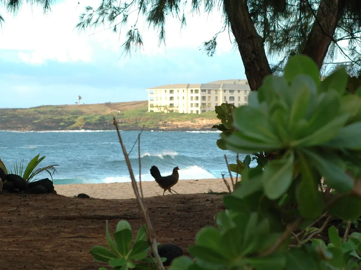 Download Chickens Tell Tale Of Human Migration Across Pacific For Android Free Wallpaper Chickens Tell Tale Of Human Migration Across Pacific For Free