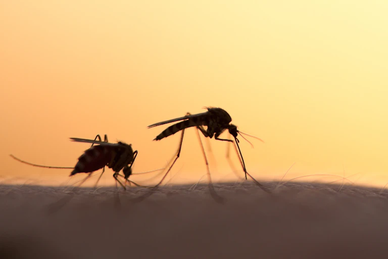 Two mosquitoes.