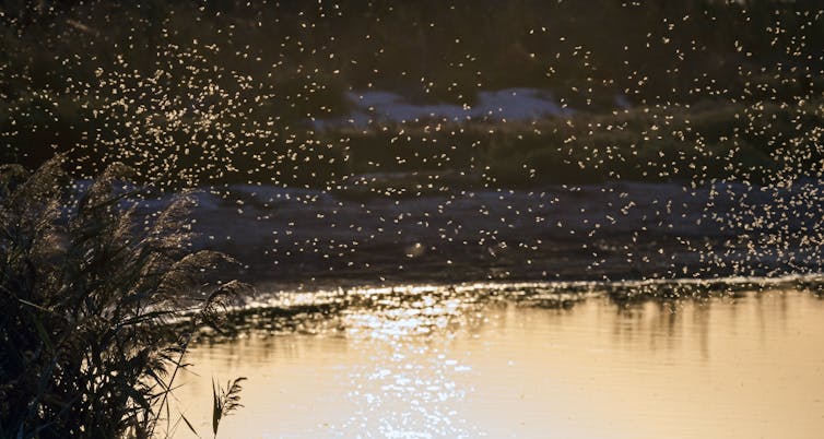 A swarm of mosquitoes over water.