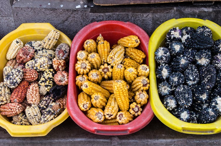 Three coloured baskets contain maize of different colours and varieties.