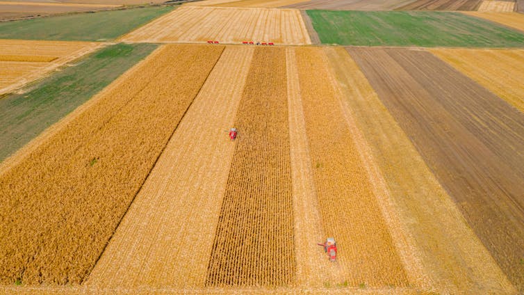 Aerial view of two agricultural harvesters cutting and harvesting mature corn on large fields.