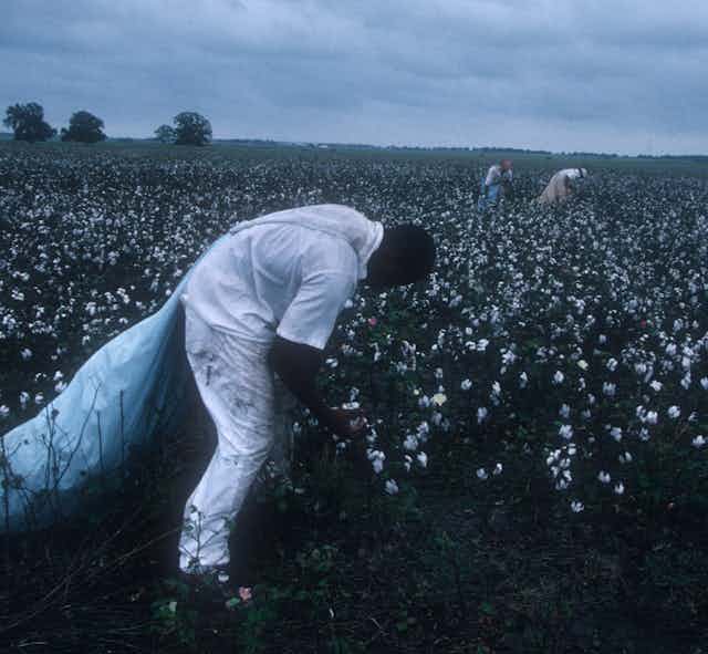 Prisoner working in a cotton field.