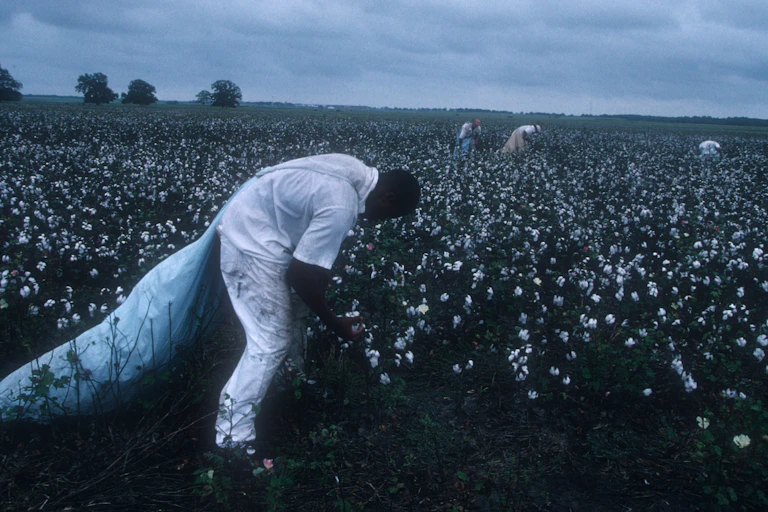 Prisoner working in a cotton field.