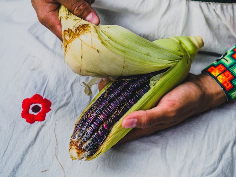 Girl in white clothing peeling a raw blue corn cob with green leaves.