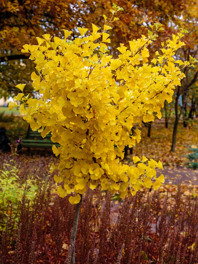 Bright yellow Ginkgo tree