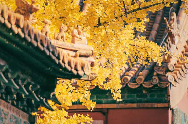Yellow autumn leaves by a temple roof