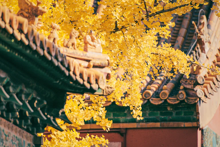 Yellow autumn leaves by a temple roof
