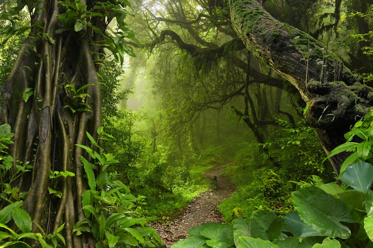Forêt tropicale, avec ses différentes niches écologiques (niveau du sol, étage intermédiaire, canopée…)