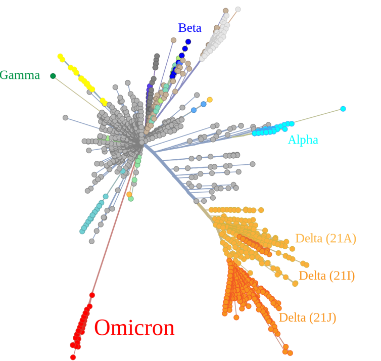Arborescence montrant les différences entre les nombreux variants de SARS-CoV-2 (Omicron, Delta, Alpha, etc.)