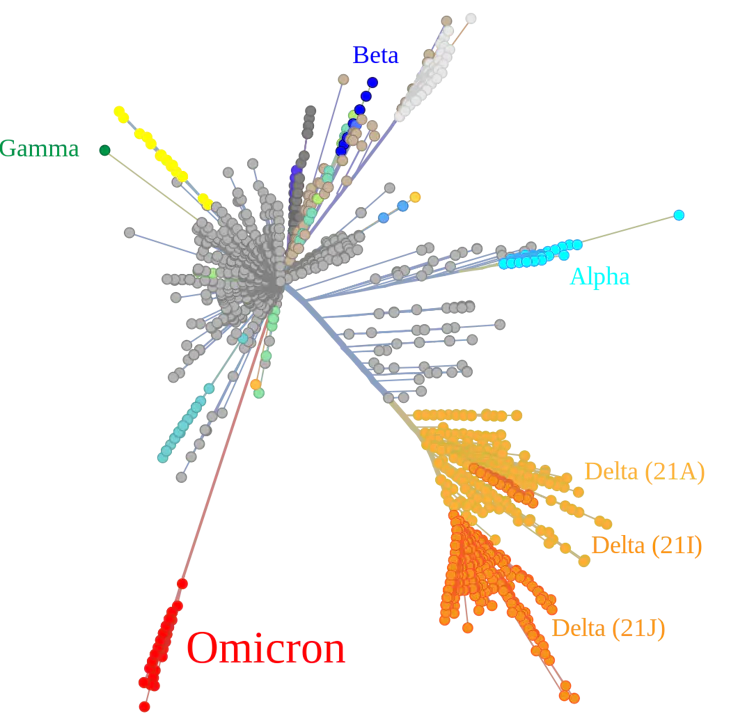 Arborescence montrant les différences entre les nombreux variants de SARS-CoV-2 (Omicron, Delta, Alpha, etc.)
