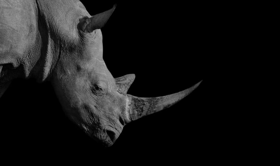 A rhino against a black background