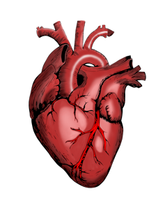 Bir kalp çizimi