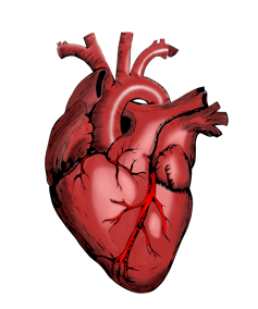 Illustration of a heart