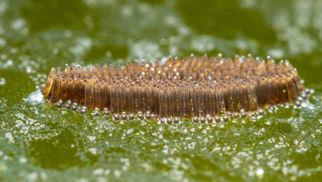 Radeau d'oeufs de moustiques reposant à la surface d'un étang de jardin.