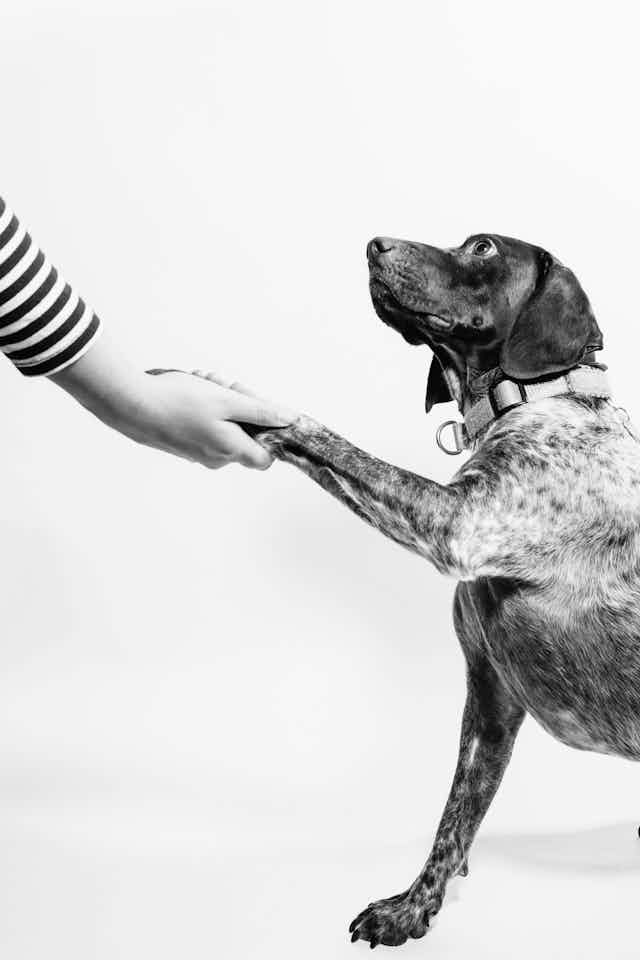 Black and white photograph of a spaniel-looking dog with its paw in a human hand