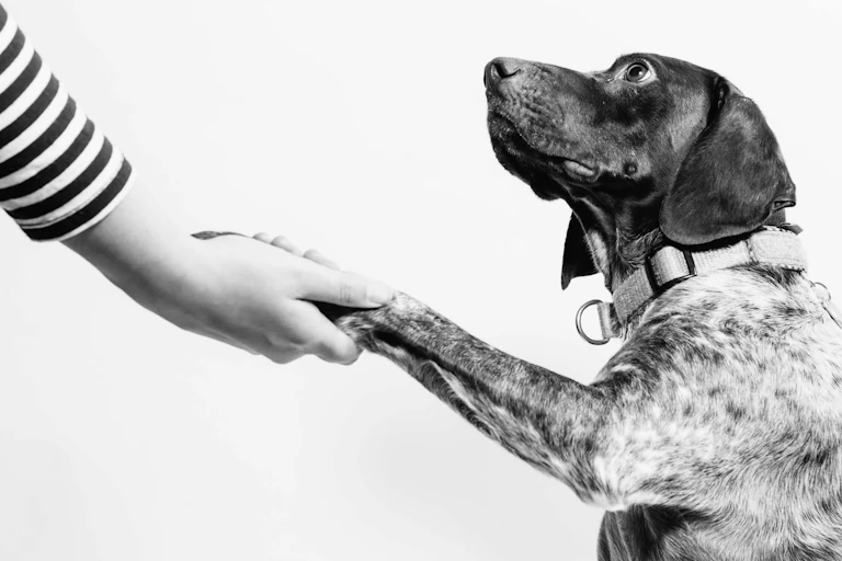 Black and white photograph of a spaniel-looking dog with its paw in a human hand
