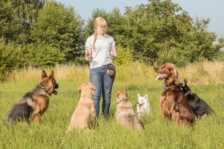 A woman talks to a group of dogs in a field