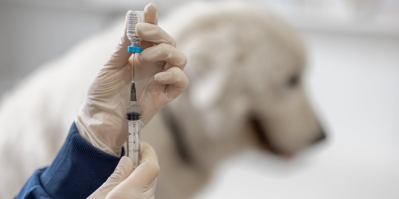 Vacuna antirrábica | Vacuna contra la rabia canina | Estados Unidos | Cada cuánto debe vacunarse a un can contra la rabia