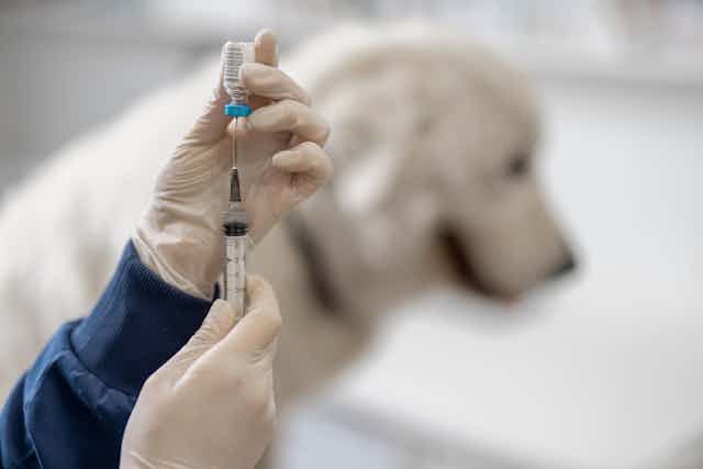 Veterinario preparando una vacuna con perro al fondo.