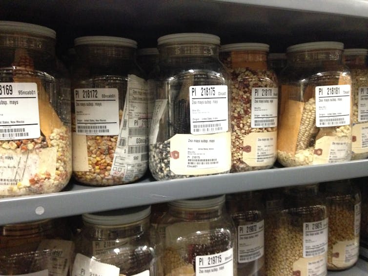 Labelled jars of maize seeds on a shelf.