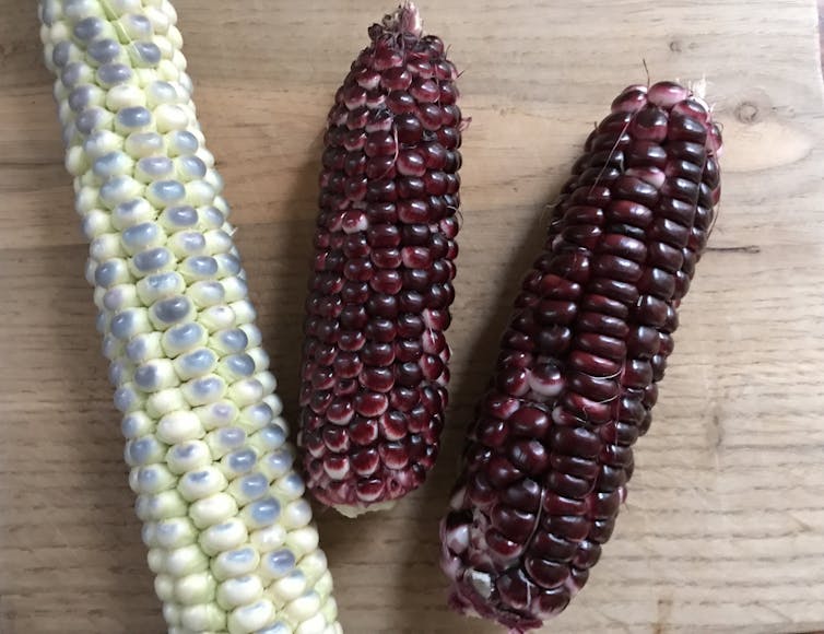 Two cobs of red corn and one white-blue on a table.