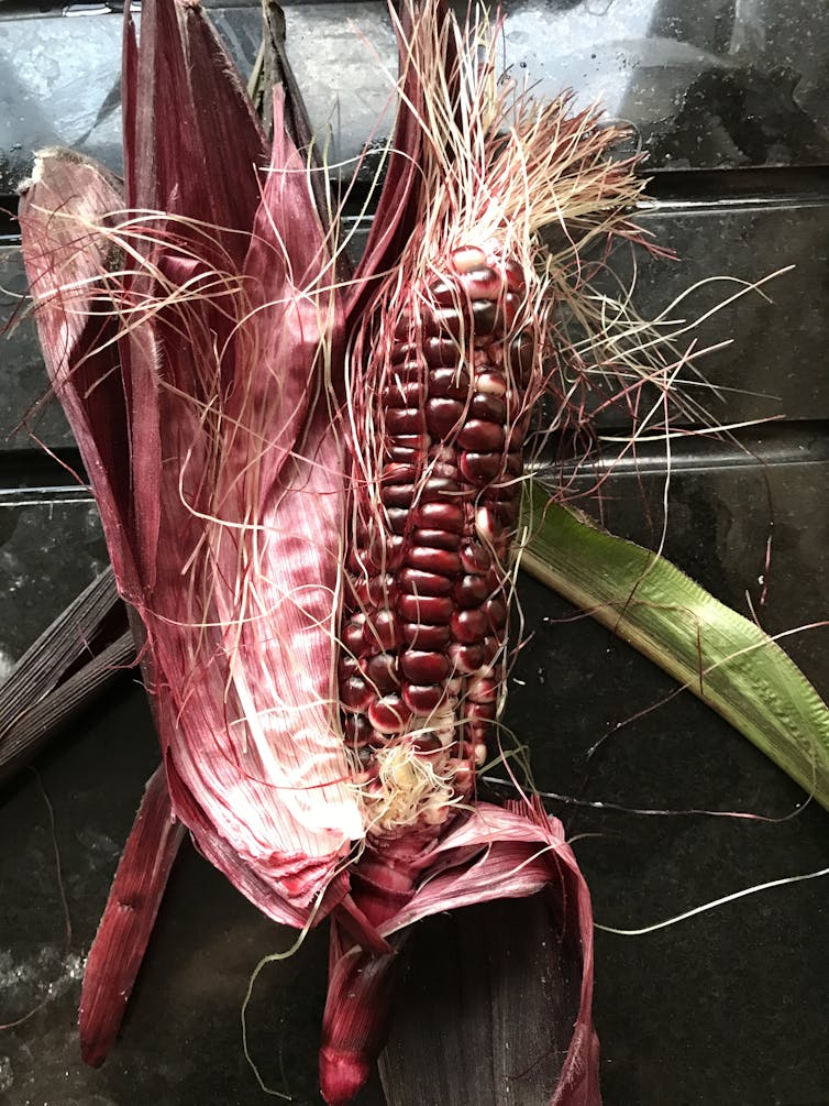 A freshly harvested red corn on the cob.