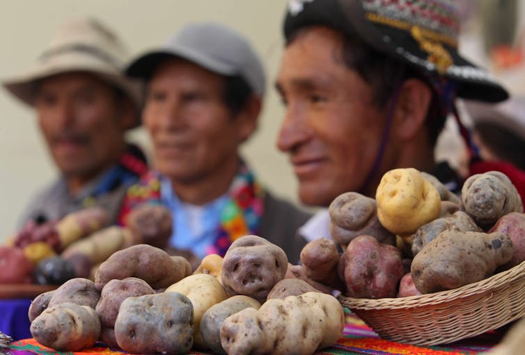 Different varieties of potato in foreground, three Peruvian men in background.