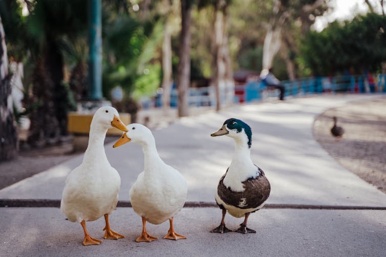 Three ducks on the pavement.