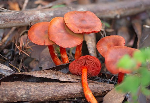 The ancient, intimate relationship between trees and fungi, from fairy toadstools to technicolour mushrooms