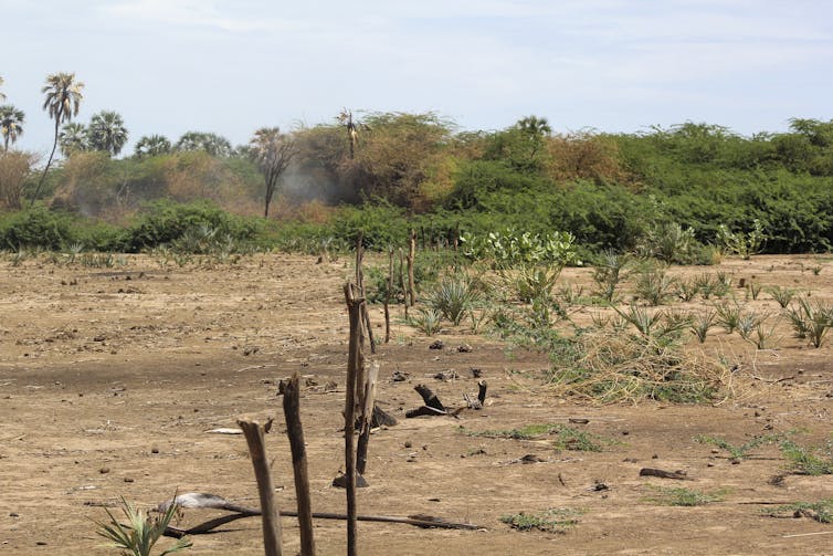 A line of sticks mark out a boundary in the land.