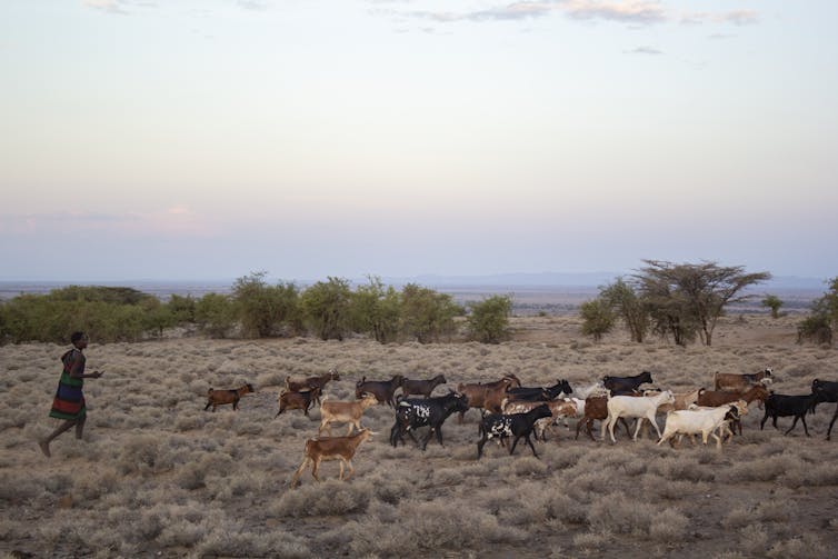 A young man walks behind a herd of goats in a grassland landscape.