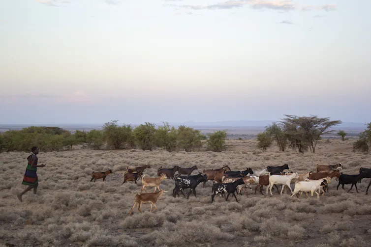 A young man walks behind a herd of goats in a grassland landscape.