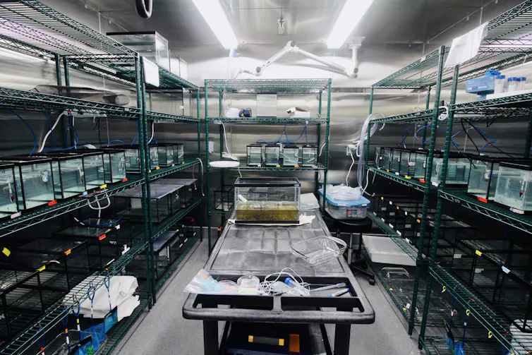 Laboratoire expérimental avec des aquariums