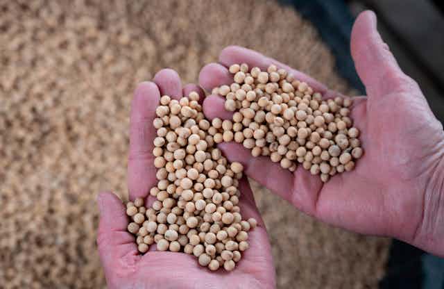 What is bioengineered food? An agriculture expert explains